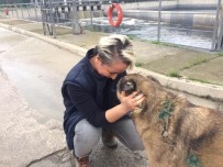 SU ARITMA TESİSİ - Maganda Kurşunuyla Yaralanan Köpek Sağlığına Kavuştu