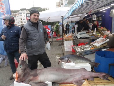 (Özel) Marmara'da Dev Köpek Balığı Yakalandı