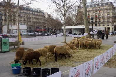 Paris'in Ortasında Koyunlu Gösteri