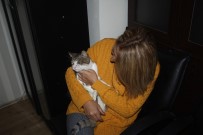 BAKIM MERKEZİ - Tüfekle Vurulan Kedi 9 Saçmaya Rağmen Hayata Tutundu