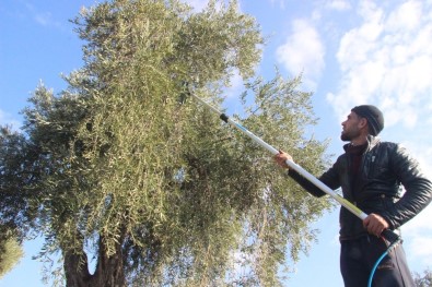 Zeytin Hasadına Yağmur Engeli