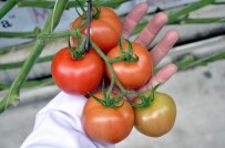 FİYAT ARTIŞI - Domatese Zam Yolda
