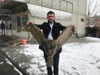 Erzurum'da Yaralı Baykuş Bulundu