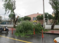 Fırtına Okul Girişinde Ağaçları Devirdi