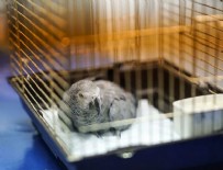 MURAT ÖZDEMIR - Murat Özdemir'in işkence ettiği papağan ameliyat edildi
