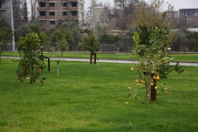 Nazilli'de Mustafa Alptuğ Sözen Meyve Bahçesine Görkemli Açılış