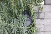 FÜNYE - Şüpheli Valizin, Patlatılmasını Canlı Yayın Yaparak İzlediler