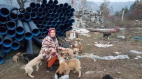 SOKAK HAYVANI - Tosya Hayvan Barınağında Sokak Köpekleri Ölüme Terk Edildi