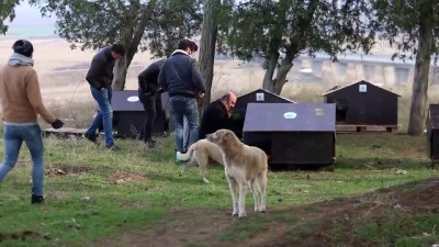 Hayvanseverler Sokak Hayvanlarını Aç Bırakmadı