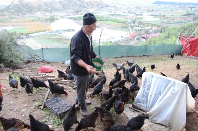 Son Maaşı İle Çiftlik Kurdu, Koli Koli Yumurta Topluyor