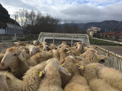 Eğirdir'de Genç Çiftçilere Hayvan Desteği