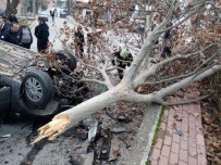 Kontrolden Çıkan Otomobil Önce Ağacı Devirdi Sonra Takla Attı
