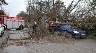 (Özel) Devrilen Ağaçtan Kıl Payı Kurtuldular