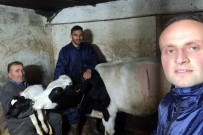 ARSLANLı - (Özel) Prematüre Buzağı 'Kubilay'I Ölmesin Diye Evinde Besliyor