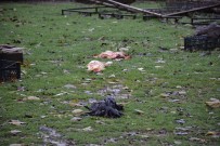 ÇAKAL - Sinop'ta 70 Tavuk Telef Oldu