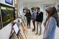 TÜRKÇE ÖĞRETMENLIĞI - Üniversite Öğrencilerden Karikatür Sergisi