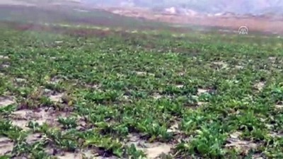 Yağışlardan Dolayı Pancar Sökemeyen Çiftçi Mağdur Oldu