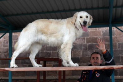 AFAD'ın Hayat Kurtaran Köpeği 'Pasha' Başarıya Doymuyor