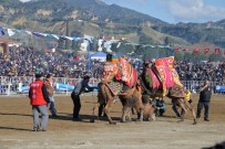 DEVE GÜREŞLERİ - Aydın'da Deva Güreşi Geleneği Yaşatılıyor