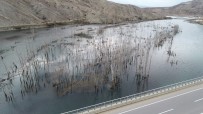 ÇAMLICA BARAJI - Baraj Suları Yükselince Karabataklar Yuvalarını Taşıdı