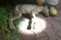 SOKAK KÖPEĞİ - Başakşehir'de İnsanlık Ölmemiş Dedirten Görüntü