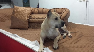 Kaybolan Köpeğini Bulana 10 Bin TL Ödül Verecek