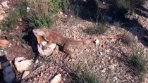İGUANA - Muğla'da Sokakta Bulunan İguana Koruma Altına Alındı