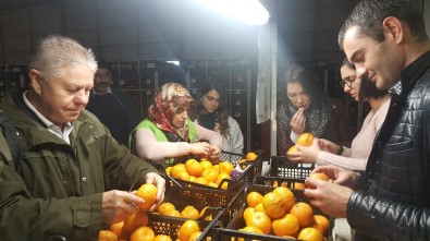 Rus Veteriner Hekimlerinden Akdeniz Meyve Sineği İncelemesi