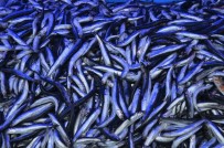 MEHMET CAN - Balık Fiyatlarında Artış Başlıyor