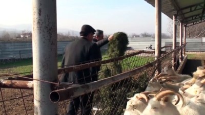 Dondurma Yapımı Merakı Keçi Çiftliği Sahibi Yaptı