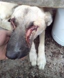 ÇÖPKÖY - Gözleri Oyuldu Sanılıyordu, Gerçek Ortaya Çıktı