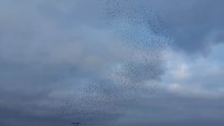 SONBAHAR - Kuşların Gökyüzünde Muhteşem Dansı