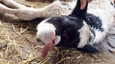 Manisa'da Tek Gözlü, Burunsuz Ve Çenesiz Doğan Buzağı Şaşırttı