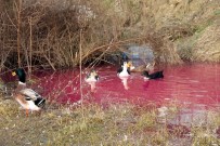 İLKBAHAR - Yalova'da kırmızı su paniği