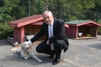 SOKAK KÖPEKLERİ - Başkan Aydın Açıklaması 'Yaralı Ve Saldırgan Sokak Hayvanlarını Hemen Bildirin'