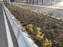 BOZÜYÜK BELEDİYESİ - Bozüyük'te Yeşil Alanlara Zarar Verildi