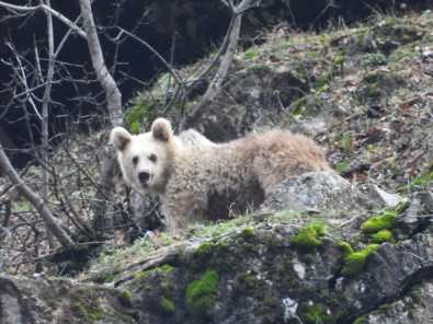 Kış Uykusuna Yatmayan Ayı Ve Yavrusu