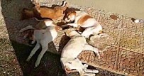 Köpeklerin Zehirlenerek Öldürüldüğü İddiasına Hayvanseverlerden Tepki