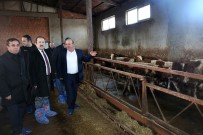 ALİ HAMZA PEHLİVAN - Vali Pehlivan Besi Ve Süt Hayvancılığı İşletmesini Ziyaret Etti