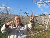 ÜZÜM BAĞI - Yağışlar Antep Fıstığını Suya Doyurdu