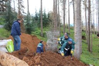 ORTAHISAR - Atatürk Köşkü Ormanı'nda '12 Dişli'nin Kuruttuğu Kesilen Ağaçların Yerine Yenileri Dikilmeye Başladı