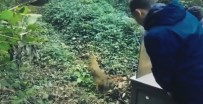 ÇAKAL - Bursa'da Tedavi Olan Hayvanlar Yaban Hayata Böyle Döndü