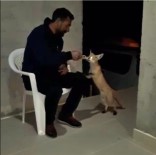 Evine Gelen Tilkiyi Eliyle Besledi