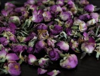 İHRACAT - Isparta'dan 10 ülkeye gül çayı ihracatı