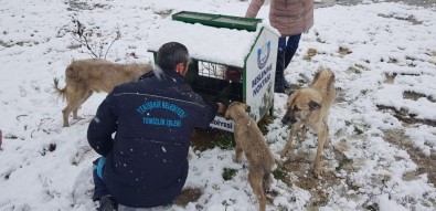 Karda Aç Kalan Hayvanlar İçin Belediye Seferber Oldu