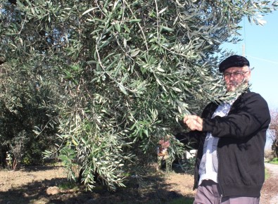 Zeytin Ağaçlarını Afrin Şehitlerinin Ailelerine Hediye Etti