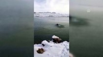 DALGIÇ POLİS - Buzları Kırıp Donmak Üzere Olan Köpeği Kurtardı