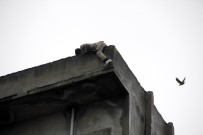 İŞARET DİLİ - Evi Terk Eden Eşi Çocuklarını Yuvaya Verince Çatıya Çıkıp İntihara Kalkıştı