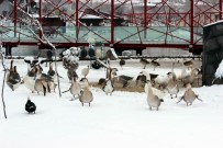HAVA SICAKLIKLARI - Harikalar Diyarı Hayvanat Bahçesindeki Hayvanlar Üşümüyor