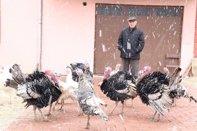 (Özel) Organik Hindiye Yılbaşı Rağbeti
